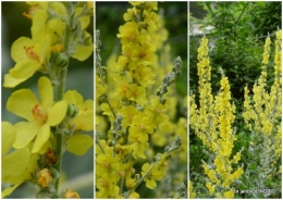 2019-07-01 sentier des cygnes,hémérocalles,bouquet,jardin.jpg