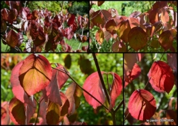 2015-09-23 jardin pour l'automne,affiche vide jardin.jpg