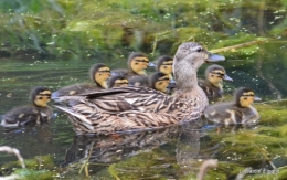 puces Lalinde,bébés canards,au moulin souci 055.JPG