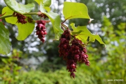 cornouiller,Limeuil,Campagne, 110.JPG