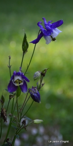 coquelicots 026.JPG