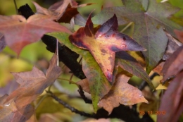 automne