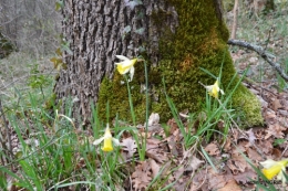 jonquilles dans les bois 044.JPG