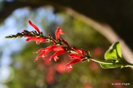 jardin octobre,chez Marylaur,Arnaud ,Ariane,la mer,sauges 244.JPG