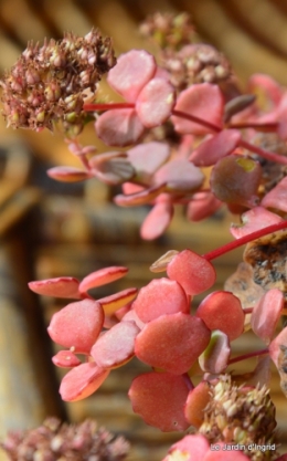 les tons roses,choux frisés,automne 096.JPG