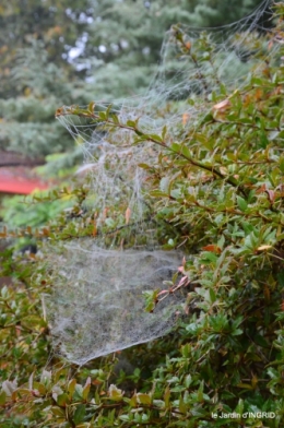 brouillard le matin d'automne 093.JPG