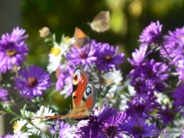 papillons,couleurs d'automne,Bernadette,pluie 027.JPG