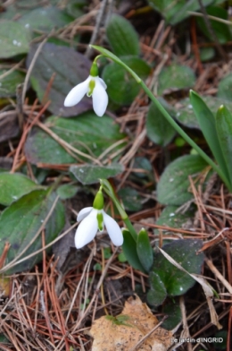 jardin en hiver,à Ciron 009.JPG