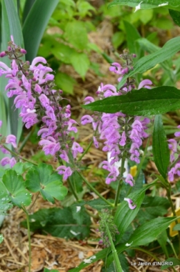 maison,jardin Bernadette,et jardin Claudine 053.JPG