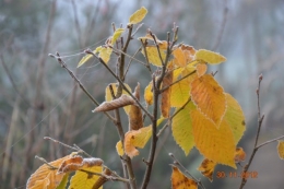 bourdon,givre,le chat 027.JPG