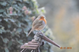 mésange charbonnière