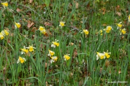 jonquilles dans les bois 025.JPG