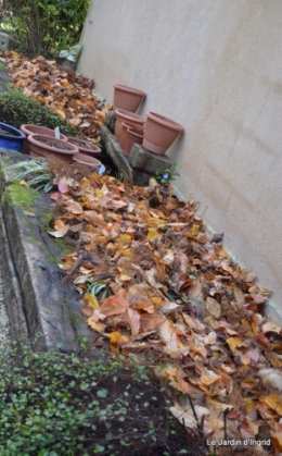 poule d'eau,travaux et dernières fleurs,tonte,sapin bois 040.JPG