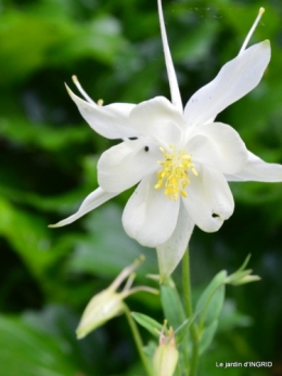 jardin soir et matin 076.JPG