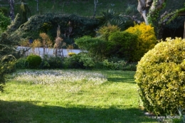 jardin confiné ,osier,magnolia jaune 166.JPG