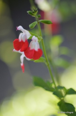 coeur des fleurs,papillons,libellules 148.JPG