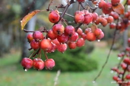 fin de l'automne,Lalinde,bouquet de l'avent 099.JPG