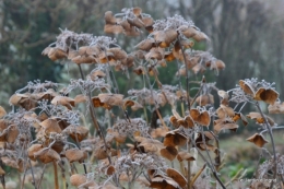 jardin givré,oiseaux 049.JPG