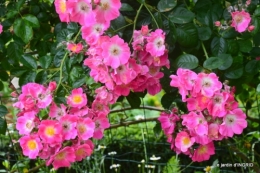 roses,poule d'eau,bébés cygnes, 059.JPG