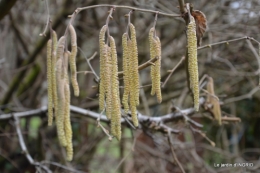 oiseaux cacaouettes gouttes,petits fruits 081.JPG