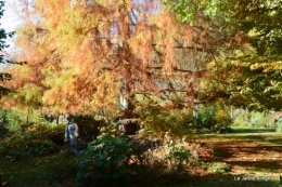 automne au jardin 071.JPG