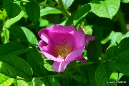 Cadouin,ancolies,roses,pollen,osier,photos Fabien,coquelicots 124.JPG