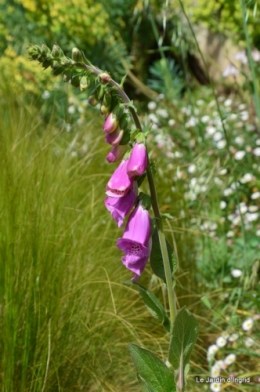 jardin avril et mai, 069.JPG