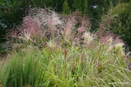 chez Willy,jardin 086.JPG