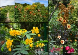 2016-09-13 bouquet,jardin de Monet,les vaches,Pourville sur mer4.JPG