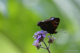 coeur des fleurs,papillons,libellules 121.JPG