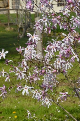 chevreuil,jardin,Paques avec les enfants 207.JPG