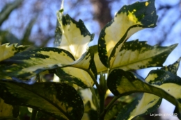 décos Noel au jardin,Sarlat,étoile en osier 159.JPG