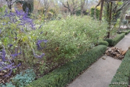 poule d'eau,travaux et dernières fleurs,tonte,sapin bois 029.JPG