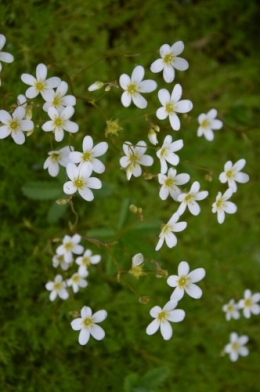 rosiers,fleurs blanches,pollen,magasin 033.JPG