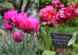 2016-04-07 tulipes,Julie,golf,jardin.jpg