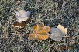 bourdon,givre,le chat 090.JPG