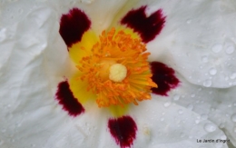 canal,iris,marguerite,ancolies,brocante Beaumont,oeufs de Paques 072.JPG