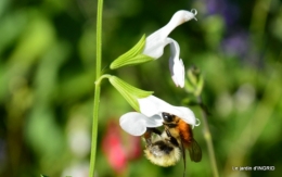 insectes,fleurs,land art,Couze,chateau de Banes,Lalinde,Monsac 231.JPG