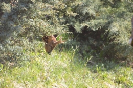 chevreuil,jardin,Paques avec les enfants 008.JPG