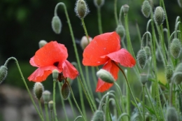 coquelicots,pivoines ,moi moi,roses 042.JPG