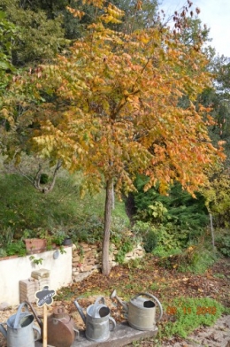 petit érable,le canal et lejardin àl'automne 006.JPG