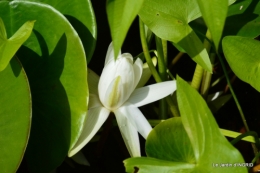 les jardins d'eau de Carsac 072.JPG