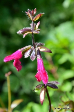 fête de la fraise Vergt,roses jardin 125.JPG