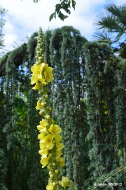 jardin,papillons,Cadouin,légumes,Sophie, 076.JPG