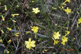 mésanges, nid frelons,fleurs décembre 130.JPG