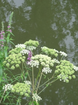 canal,lythum,berce,filipendule