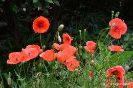 potager,chenille,pour le 18 juin,tour du jardin 044.JPG