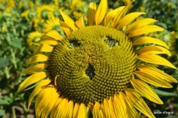 tournesols,podium,Lucas,jardin,Calès 071.JPG