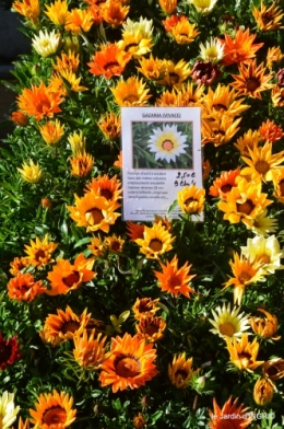 coquelicots,fête des fleurs Lalinde,fouleix,jardinage 073.JPG