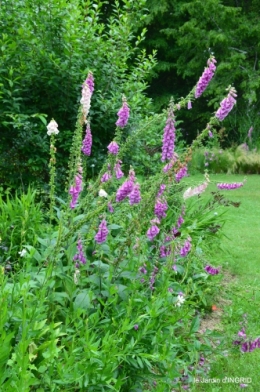 jardin,chez Bernadette,puces,cygnes,pluie 148.JPG